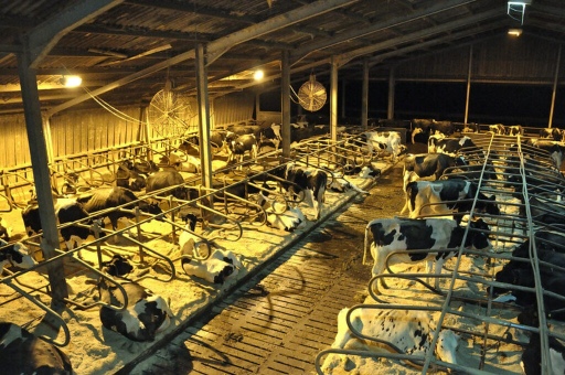 Mega Dairies - Mega Problems.